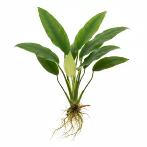 Anubias heterophylla - Anubias heterophylla, znany jako anubias fa�dolistny, a w handlu tak�e pod nazwami Anubias congensis i Anubias undulata, to jeden z najwi�kszych anubias�w nadaj�cych si� do sta�ej uprawy w akwarium. Ta �rodkowoafryka�ska ro�lina akwariowa tworzy okaza�e k�py wyd�u�onych, sk�rzastych li�ci, r...