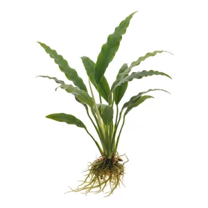 Anubias minima - Anubias minima to miniaturowy, bardzo wolno rosn�cy anubias o w�skich, ciemnozielonych li�ciach, stworzony do akwari�w nano, krewetkarium i zdobienia korzeni oraz kamieni. W naszym sklepie wyst�puje pod nazw� handlow� Anubias minima Bonsae (Anubias Bonsai), podkre�laj�c� jego zwarty pokr...