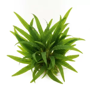 Aponogeton longiplumulosus - Aponogeton longiplumulosus, w polskiej nomenklaturze aponogeton d�ugozal��kowy, to okaza�a ro�lina akwariowa z Madagaskaru o d�ugich, wst�gowatych li�ciach z mocno pofalowanym brzegiem. Jest jednym z �atwiejszych w uprawie aponogeton�w i �wietnie sprawdza si� jako soliter w prz...