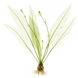 Aponogeton madagascariensis - Aponogeton madagascariensis, znany jako aponogeton madagaskarski, onowodek madagaskarski lub ro�lina koronkowa, to jedna z najbardziej niezwyk�ych ro�lin akwariowych na �wiecie. Jego li�cie pozbawione s� tkanki mi�dzy nerwami i tworz� a�urow� kratk�. To gatunek dla do�wiadc...