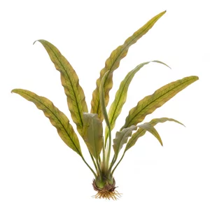 Aponogeton ulvaceus - Aponogeton ulvaceus, czyli aponogeton sa�atnicowaty, to jedna z najbardziej okaza�ych ro�lin akwariowych z bulw�, pochodz�ca z Madagaskaru. Tworzy du�� rozet� jasnozielonych, prze�wituj�cych i pofalowanych li�ci, kt�re w dojrza�ym akwarium faluj� w nurcie wody. Na tej stronie znajdz...