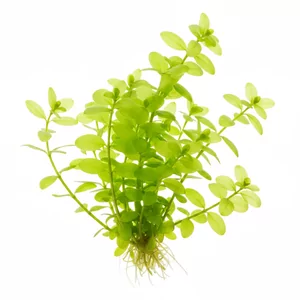 Bacopa australis - Bacopa australis, nazywana bakop� po�udniow�, to �atwa w uprawie ro�lina akwariowa �odygowa o drobnych, okr�g�awych i intensywnie jasnozielonych li�ciach. Mimo nazwy nie pochodzi z Australii - epitet australis oznacza \"po�udniowa\" i odnosi si� do jej ojczyzny w po�udniowej cz�ci Amer...