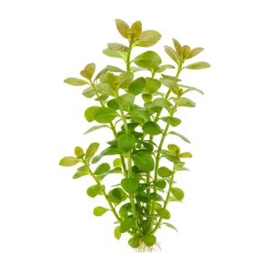 Bacopa monnieri - Bacopa monnieri, znana jako bakopa drobnolistna lub bakopa Moniera, to jedna z najstarszych i najbardziej niezawodnych ro�lin akwariowych �odygowych. Ma mi�siste, jasnozielone li�cie i wyj�tkowo szerok� tolerancj� warunk�w, dzi�ki czemu poleca si� j� zar�wno pocz�tkuj�cym, jak i do�wiadczonym ak...