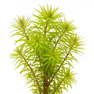 Bacopa myriophylloides - Bacopa myriophylloides, w polskiej literaturze akwarystycznej nazywana bakop� ok�kow�, to jedna z najbardziej nietypowych bakop, jakie trafiaj� do akwarium. Zamiast mi�sistych, zaokr�glonych li�ci ma bardzo drobne, szydlaste segmenty, przez co z daleka przypomina raczej wyw��cznik ...