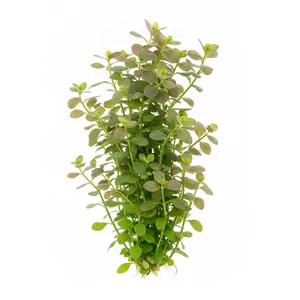 Bacopa salzmannii - Bacopa salzmannii \'Purple\', w handlu nazywana tak�e po prostu Bacopa \'Purple\', to barwna forma bakopy, kt�rej zanurzone li�cie przybieraj� ciemne, czerwono-fioletowe odcienie. ��czy efektowny kolor z umiarkowanymi wymaganiami, dzi�ki czemu jest ciekaw� alternatyw� dla popularnych, zie...
