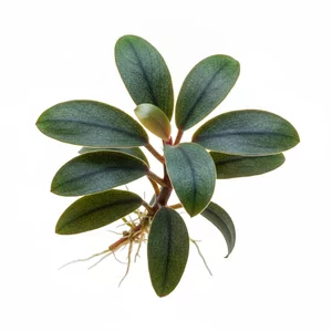 Bucephalandra sordidula - Bucephalandra sordidula \'Blue\' to epifityczna ro�lina z Borneo, ceniona za szerokie, owalne li�cie z wyra�nym niebieskawym po�yskiem. Ro�nie powoli, jest �atwa w uprawie i �wietnie sprawdza si� na korzeniach oraz kamieniach. To ro�lina akwariowa dla ka�dego, kto chce wprowadz...