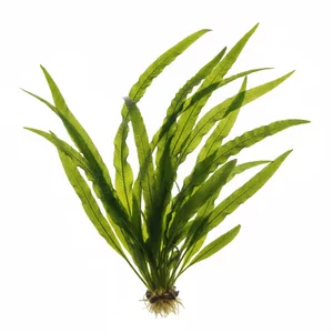 Crinum calamistratum - Crinum calamistratum, znana pod polsk� nazw� krynia, to cebulowa ro�lina akwariowa z Afryki Zachodniej, wyr�niaj�ca si� bardzo d�ugimi, w�skimi li��mi o silnie k�dzierzawych brzegach. W wysokim akwarium tworzy efektown�, faluj�c� kaskad� ciemnej zieleni i przez wiele lat mo�e pozostawa� o...