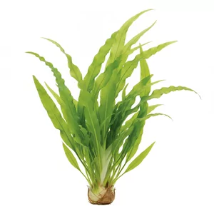 Crinum thaianum - Crinum thaianum, znana pod polsk� nazw� krynia tajlandzka, to du�a cebulowa ro�lina akwariowa pochodz�ca z po�udniowej Tajlandii. Jej d�ugie, ta�mowate li�cie wznosz� si� ku powierzchni i tworz� g�st�, zielon� zas�on�, dlatego jest jedn� z najbardziej efektownych ro�lin t�a do wysokich a...