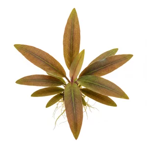 Cryptocoryne albida - Cryptocoryne albida, w polskiej nomenklaturze kryptokoryna �ebrowa, to niska, w�skolistna ro�lina akwariowa pochodz�ca z Mjanmy i po�udniowej Tajlandii. Przez lata by�a znana w akwarystyce tak�e jako Cryptocoryne costata. Jej br�zowa forma handlowa zachwyca czerwonobr�zowymi li...