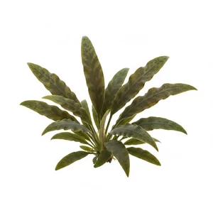 Cryptocoryne nurii - Cryptocoryne nurii, czyli kryptokoryna Nura, to rzadka ro�lina akwariowa z P�wyspu Malajskiego, ceniona przez kolekcjoner�w za w�skie, pofa�dowane li�cie marmurkowane zieleni� i czerwonobr�zem. Nazwa gatunku upami�tnia kolekcjonera ro�lin o nazwisku Nur, a w handlu bywa ona oferowana t...