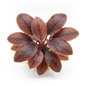 Cryptocoryne purpurea - Cryptocoryne purpurea, na polskiej li�cie nazw figuruj�ca jako kryptokoryna purpurowa, a w handlu nazywana tak�e kryptokoryn� marmurkow�, to naturalna hybryda z P�wyspu Malajskiego o ciemnych li�ciach z nieregularnym, purpurowym u�y�kowaniem. Ta ro�lina akwariowa ro�nie wolno i...