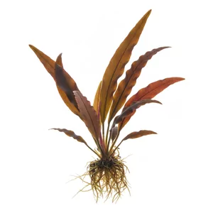 Cryptocoryne undulata - Cryptocoryne undulata, czyli kryptokoryna falista, to klasyczna ro�lina akwariowa ze Sri Lanki o w�skich, lancetowatych li�ciach z delikatnie pofalowanym brzegiem. Jest ma�o wymagaj�ca, szybko tworzy g�ste k�py i od dziesi�cioleci nale�y do najcz�ciej uprawianych kryptokoryn. Na tej...