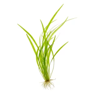 Cyperus helferi - Cyperus helferi, oferowany w handlu pod nazw� tatarak b�otny, to jedna z nielicznych ro�lin z rodziny ciborowatych, kt�re rosn� trwale pod wod�. Tworzy k�py w�skich, trawiastych li�ci, kt�re �agodnie faluj� w nurcie i nadaj� akwarium naturalny, rzeczny charakter. Na tej stronie znajdziesz ...