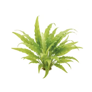 Echinodorus bleheri - Echinodorus bleheri, czyli �abienica Blehera, to jedna z najbardziej znanych i naj�atwiejszych w uprawie �abienic, od lat obecna w akwariach na ca�ym �wiecie. Tworzy okaza�� rozet� d�ugich, �rednio- do ciemnozielonych li�ci i �wietnie sprawdza si� jako ro�lina soliterowa. W naszym ...