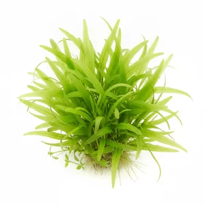Echinodorus latifolius - Echinodorus latifolius, znana jako �abienica szerokolistna, to niewielka ro�lina akwariowa tworz�ca roz�ogi, od lat obecna w handlu akwarystycznym pod t� nazw�. Wed�ug wsp�czesnej systematyki nale�y do grupy Helanthium bolivianum i coraz cz�ciej sprzedawana jest jako Helanthium...