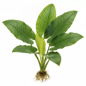 Echinodorus macrophyllus - Echinodorus macrophyllus, czyli �abienica wielkolistna, to jedna z najokazalszych ro�lin akwariowych z rodziny �abie�cowatych (Alismataceae). Tworzy pot�n� rozet� szerokich, sercowatych li�ci i najlepiej prezentuje si� jako ro�lina soliterowa w du�ym akwarium, paludarium lub w otw...