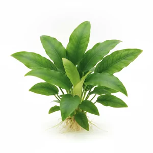 Echinodorus schlueteri - Echinodorus schlueteri, czyli �abienica Schluetera, to �redniej wielko�ci ro�lina akwariowa uznawana za jedn� z najbardziej godnych polecenia �abienic - ��czy dekoracyjny wygl�d, bezproblemow� upraw� i �atwe rozmna�anie. W naszym sklepie oferujemy jej wyj�tkowo efektowny kulty...