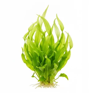 Echinodorus vesuvius - Helanthium bolivianum \'Vesuvius\', znany w handlu jako Echinodorus \'Vesuvius\' lub Echinodorus vesuvius, to niewielka ro�lina akwariowa o w�skich, ciasno spiralnie zwini�tych li�ciach. Nazwa nawi�zuje do smug dymu unosz�cych si� nad Wezuwiuszem, kt�re przypominaj� jej kr�cone li�cie. To ...