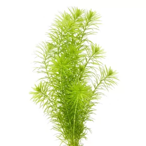 Egeria najas - Egeria najas, znana jako moczarka najas, to szybko rosn�ca ro�lina akwariowa z rodziny �abi�ciekowatych, pochodz�ca z Ameryki Po�udniowej. W odr�nieniu od popularnej moczarki g�stolistnej dobrze znosi temperatury akwarium tropikalnego, dlatego sprawdza si� zar�wno w zbiornikach ozdobnych, jak ...