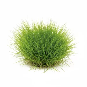 Eleocharis montevidensis - Eleocharis montevidensis, czyli ponik�o, w handlu okre�lana tak�e jako Eleocharis sp. \'Montevidensis\' lub Giant Hairgrass, to wysoka, trawiasta ro�lina akwariowa z rodziny ciborowatych. Tworzy lekkie, a�urowe �any cienkich �d�be�, kt�re dodaj� akwarium g��bi i naturalnego chara...