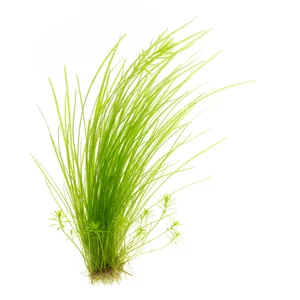 Eleocharis vivipara - Eleocharis vivipara, czyli ponik�o �yworodne, to niezwyk�a ro�lina akwariowa z rodziny ciborowatych, kt�rej �d�b�a wytwarzaj� na wierzcho�kach m�ode ro�linki, nadaj�c k�pie charakterystyczny, parasolowaty pokr�j. Gatunek znany akwarystom od 1912 roku jest ma�o wymagaj�cy i najlepiej pr...