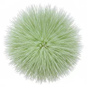 Eriocaulon cinereum - Eriocaulon cinereum to niewielka ro�lina akwariowa rozetowa z rodziny Eriocaulaceae, kt�ra tworzy zwarte, kuliste k�pki przypominaj�ce miniaturowego je�a. Cz�� ro�lin oferowanych dawniej w handlu jako Eriocaulon sp. okaza�a si� w�a�nie tym gatunkiem, uznawanym za jeden z bardziej toler...