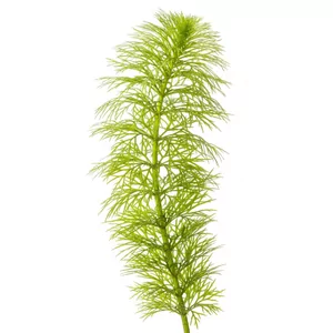 Hottonia palustris - Hottonia palustris, czyli okr�nica bagienna, to rodzima dla Europy ro�lina wodna o delikatnych, pierzasto podzielonych li�ciach, kt�re tworz� jasnozielone, a�urowe k�py. W akwarium pe�ni rol� dekoracyjnego krzewu, a na brzegu oczka wodnego zachwyca wiosennymi kwiatostanami wyrastaj�cymi...