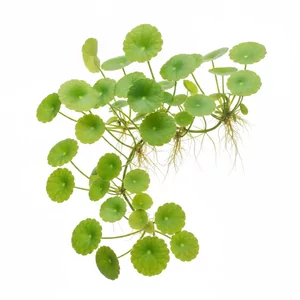 Hydrocotyle leucocephala - Hydrocotyle leucocephala, znana jako wakrotka nerkolistna, to jedna z najbardziej odpornych i najszybciej rosn�cych ro�lin akwariowych, ceniona za jasnozielone, okr�g�e li�cie osadzone na d�ugich ogonkach. Ta amfibijna ro�lina akwariowa mo�e rosn�� zakorzeniona w pod�o�u jak...