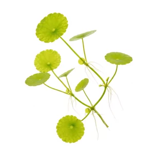 Hydrocotyle sibthorpioides - Hydrocotyle sibthorpioides, czyli wakrotka azjatycka, to drobnolistna, p�o��ca ro�lina o niemal okr�g�ych li�ciach przypominaj�cych miniaturowe monety. W akwarium tworzy g�ste, spl�tane k�py na pierwszym planie i w �rodkowej cz�ci zbiornika, a w paludarium zwarty zielony dywa...