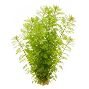 Hygrophila balsamica - Hygrophila balsamica, czyli hygrofila balsamiczna, to okaza�a ro�lina �odygowa z Indii i Sri Lanki o grzebieniasto podzielonych, jasnozielonych li�ciach. Nazwa gatunku pochodzi od intensywnego, balsamicznego zapachu, kt�ry pojawia si� po zgnieceniu li�cia lub z�amaniu �odygi. W wi�ks...