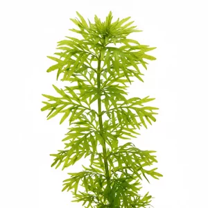 Hygrophila difformis - Hygrophila difformis, w polskiej nomenklaturze nadw�dka zmienna lub hygrofila zmienna, a w handlu cz�sto nazywana wodn� wisteri�, to jedna z najbardziej znanych ro�lin akwariowych na �wiecie. Nazwa gatunkowa odnosi si� do wyra�nie r�nych li�ci wytwarzanych pod wod� i nad wod�. To szybk...