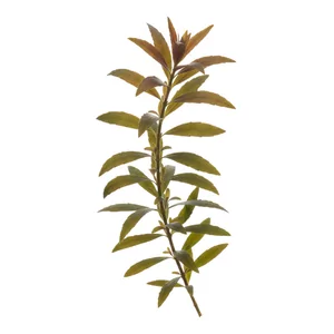 Hygrophila lancea - Hygrophila lancea, w polskiej nomenklaturze hygrofila lancetowata, to azjatycki gatunek, kt�ry w akwarystyce zas�yn�� przede wszystkim za spraw� form \'Araguaia\' i \'Chai\'. W odr�nieniu od wi�kszo�ci hygrofili tworzy niskie, krzaczaste k�py o w�skich, czerwonobr�zowych lub r�owych li�ciach. T...