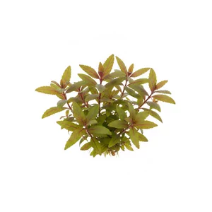 Hygrophila serpyllum - Hygrophila serpyllum, czyli hygrofila p�o��ca, to niezwyk�a ro�lina akwariowa z rodziny akantowatych, kt�ra zamiast wysokich p�d�w tworzy niski, g�sty kobierzec z drobnych, zaokr�glonych li�ci. Gatunek znany nauce od ponad 150 lat dopiero niedawno trafi� do akwarystyki i szybko zyska...