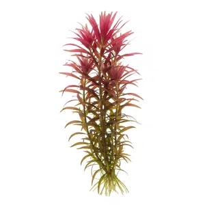 Limnophila hippuridoides - Limnophila hippuridoides to efektowna ro�lina akwariowa �odygowa z Azji Po�udniowo-Wschodniej, kt�rej g�ste ok�ki w�skich li�ci przebarwiaj� si� na czerwonofioletowo. Nie ma ustalonej polskiej nazwy gatunkowej, a w handlu cz�sto wyst�puje pod b��dnymi nazwami, mi�dzy innymi jako Limnophila...