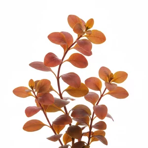 Ludwigia palustris - Ludwigia palustris, czyli ludwigia b�otna, to szeroko rozprzestrzeniona ro�lina bagienna, kt�ra w akwarium tworzy g�ste k�py drobnych, czerwieniej�cych li�ci. Nale�y do naj�atwiejszych czerwonych ro�lin �odygowych i �wietnie sprawdza si� zar�wno u pocz�tkuj�cych, jak i w zaawansowanych aran...