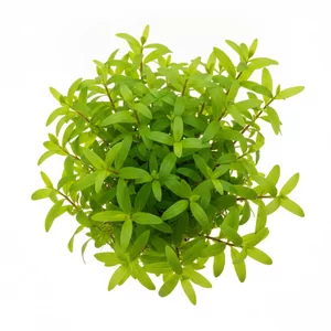 Lysimachia parvifolia - Lysimachia parvifolia to czerwona ro�lina akwariowa z rodziny pierwiosnkowatych, przez lata sprzedawana pod nazw� handlow� Samolus parviflorus \'Red\', a tak�e jako Samolus sp. \'Red\' lub Samolus sp. \'Guangxi\'. Tworzy zwarte, rozetowe k�py o zaokr�glonych li�ciach, kt�re pod mocnym �...