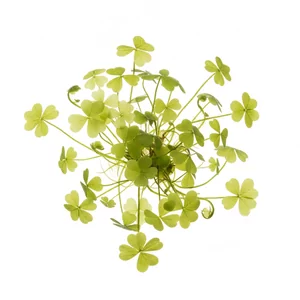 Marsilea hirsuta - Marsilea hirsuta, w polskim wykazie nazw ro�lin akwariowych okre�lana jako marsylia kolczasta, to ziemnowodna papro� z Australii, tworz�ca w akwarium niski i g�sty dywan. Sprzedawana zwykle z li��mi przypominaj�cymi czterolistn� koniczyn�, pod wod� wytwarza drobniejsze, najcz�ciej niepodzi...