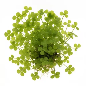Marsilea minuta - Marsilea minuta to niewielka papro� wodna, kt�ra tworzy w akwarium najni�szy spo�r�d marsylii dywan, o wysoko�ci zaledwie 1-3 cm. W handlu wci�� cz�sto wyst�puje pod nazw� Marsilea crenata, a pod tym synonimem figuruje w polskim wykazie nazw ro�lin akwariowych jako marsylia zmiennolistna. To o...