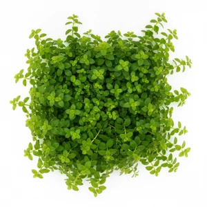 Micranthemum tweediei - Micranthemum tweediei, w handlu znany jako Monte Carlo, to jedna z najpopularniejszych ro�lin okrywowych do akwarium. Tworzy niski, zwarty dywan z drobnych, okr�g�ych li�ci i jest wyra�nie �atwiejszy w uprawie ni� Hemianthus callitrichoides \'Cuba\'. Na tej stronie znajdziesz w...