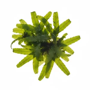 Monosolenium tenerum - Monosolenium tenerum, w akwarystyce nazywany w�trobowcem Pelia, to ciemnozielony w�trobowiec plechowaty tworz�cy mi�kkie, g�ste poduszki. W przeciwie�stwie do wg��bki p�ywaj�cej jest ci�szy od wody i nie wyp�ywa na powierzchni�, dzi�ki czemu �atwo umie�ci� go na dnie, kamieniach lub korzeniac...