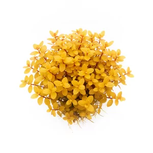 Nesaea gold - Nesaea gold, czyli nesea z�ota, to kultywar znany botanicznie jako Ammannia pedicellata \'Golden\' (dawniej Nesaea pedicellata \'Golden\'). Nale�y do nielicznych ro�lin akwariowych o prawdziwie z�otym wybarwieniu, a jej ��tozielone li�cie na r�owoczerwonych �odygach wprowadzaj� do akwarium cie...