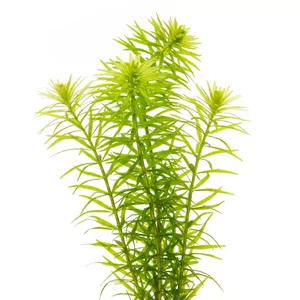 Pogostemon erectus - Pogostemon erectus, czyli brodziec wyprostowany, to ro�lina �odygowa z Indii, obecnie identyfikowana jako Pogostemon deccanensis. Tworzy smuk�e, jasnozielone p�dy o igie�kowatych li�ciach, kt�re w grupie przypominaj� miniaturowe iglaki. Na tej stronie zebrali�my wszystkie formy tej r...