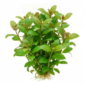 Pogostemon kimberley - Pogostemon kimberley, spotykany w handlu tak�e jako Pogostemon sp. \'Kimberley\', to okaza�a ro�lina �odygowa z p�nocnej Australii, bardzo podobna do gwiezdnika ok�kowego (Pogostemon stellatus). Tworzy wyprostowane p�dy z ok�kami w�skich li�ci, kt�re w dobrych warunkach przybieraj� intensy...