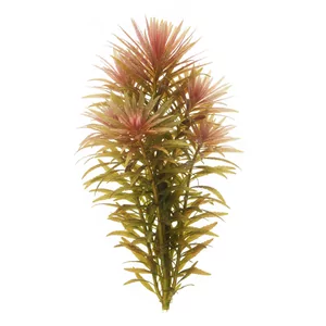 Pogostemon stellatus - Pogostemon stellatus, znany w Polsce jako gwiezdnik ok�kowy i opisywany dawniej pod nazw� Eusteralis stellata, to jedna z najbardziej efektownych ro�lin �odygowych w akwarystyce. Li�cie u�o�one w g�ste, gwia�dziste ok�ki tworz� puszyste k�py o barwie od jasnozielonej po purpurow�. To ...
