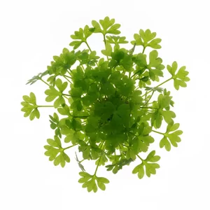 Ranunculus inundatus - Ranunculus inundatus, nazywany jaskrem bagiennym, to niska ro�lina roz�ogowa z Australii o jasnozielonych, g��boko wcinanych li�ciach przypominaj�cych miniaturowe parasolki. Jest jednym z nielicznych jaskr�w, kt�re dobrze rosn� ca�kowicie pod wod�. Ta oryginalna ro�lina akwariowa wnos...