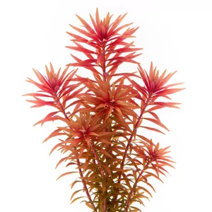 Rotala wallichii - Rotala wallichii, czyli rotala ok�kowa, to delikatna ro�lina �odygowa z Azji Po�udniowo-Wschodniej o igie�kowatych li�ciach u�o�onych w g�ste ok�ki. Przy mocnym �wietle wierzcho�ki p�d�w wybarwiaj� si� na r�owo-czerwono, a �odygi przypominaj� mi�kkie, puszyste szczotki. To ro�lina akwariowa dla...