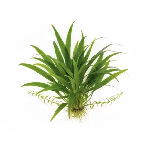 Sagittaria platyphylla - Sagittaria platyphylla, czyli strza�ka szerokolistna, to rozetowa ro�lina bagienna z po�udnia Stan�w Zjednoczonych i Ameryki �rodkowej o sztywnych, ta�mowatych li�ciach pod wod�. W starszym polskim nazewnictwie opisywano j� jako strza�k� trawiast� zaostrzon�, gdy traktowano j� ja...
