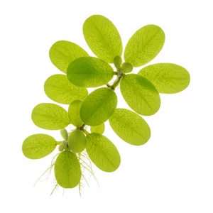 Salvinia auriculata - Salvinia auriculata, czyli salwinia uszkowata, to p�ywaj�ca papro� wodna z tropikalnej Ameryki �rodkowej i Po�udniowej, kt�ra tworzy na powierzchni akwarium zwarte kobierce drobnych, ow�osionych li�ci. Ta ro�lina akwariowa ocienia zbiornik, konkuruje z glonami o sk�adniki pokarmowe ...