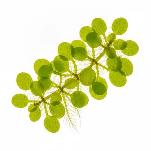 Salvinia minima - Salvinia minima, w polskiej nomenklaturze salwinia ma�a, to najdrobniejsza z popularnych salwinii - p�ywaj�ca papro� z tropikalnej Ameryki o okr�g�awych li�ciach d�ugo�ci zaledwie 1-1,5 cm. Ta niewymagaj�ca ro�lina akwariowa szybko tworzy na powierzchni akwarium delikatny, jasnozielo...
