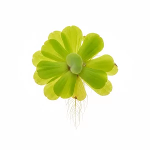 Spirodela